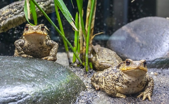 What Toads Eat in Captivity