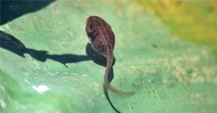 American Toad Tadpole swimming in a pond.