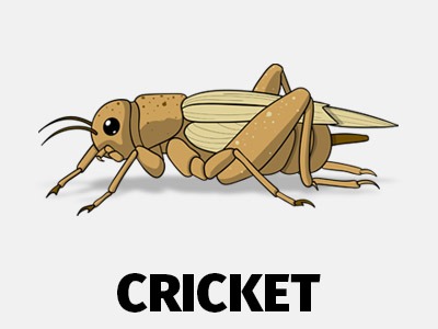 Cricket